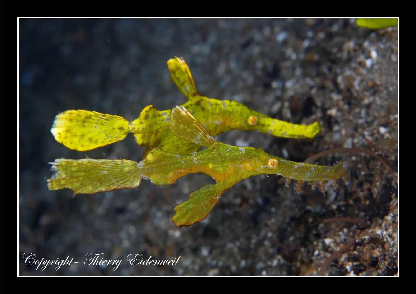 Anilao Macro Dive Media Highlight